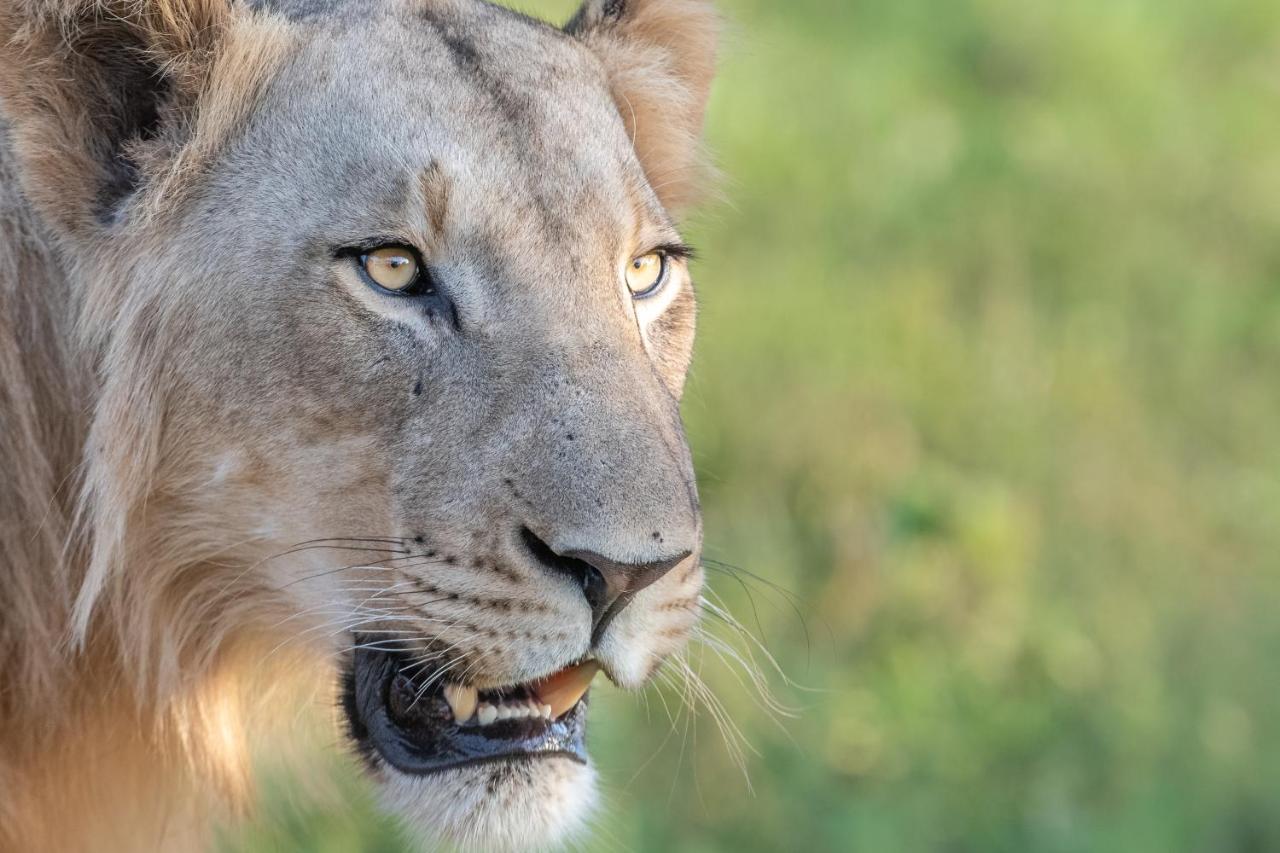 Mavela Game Lodge Mkuze Ngoại thất bức ảnh