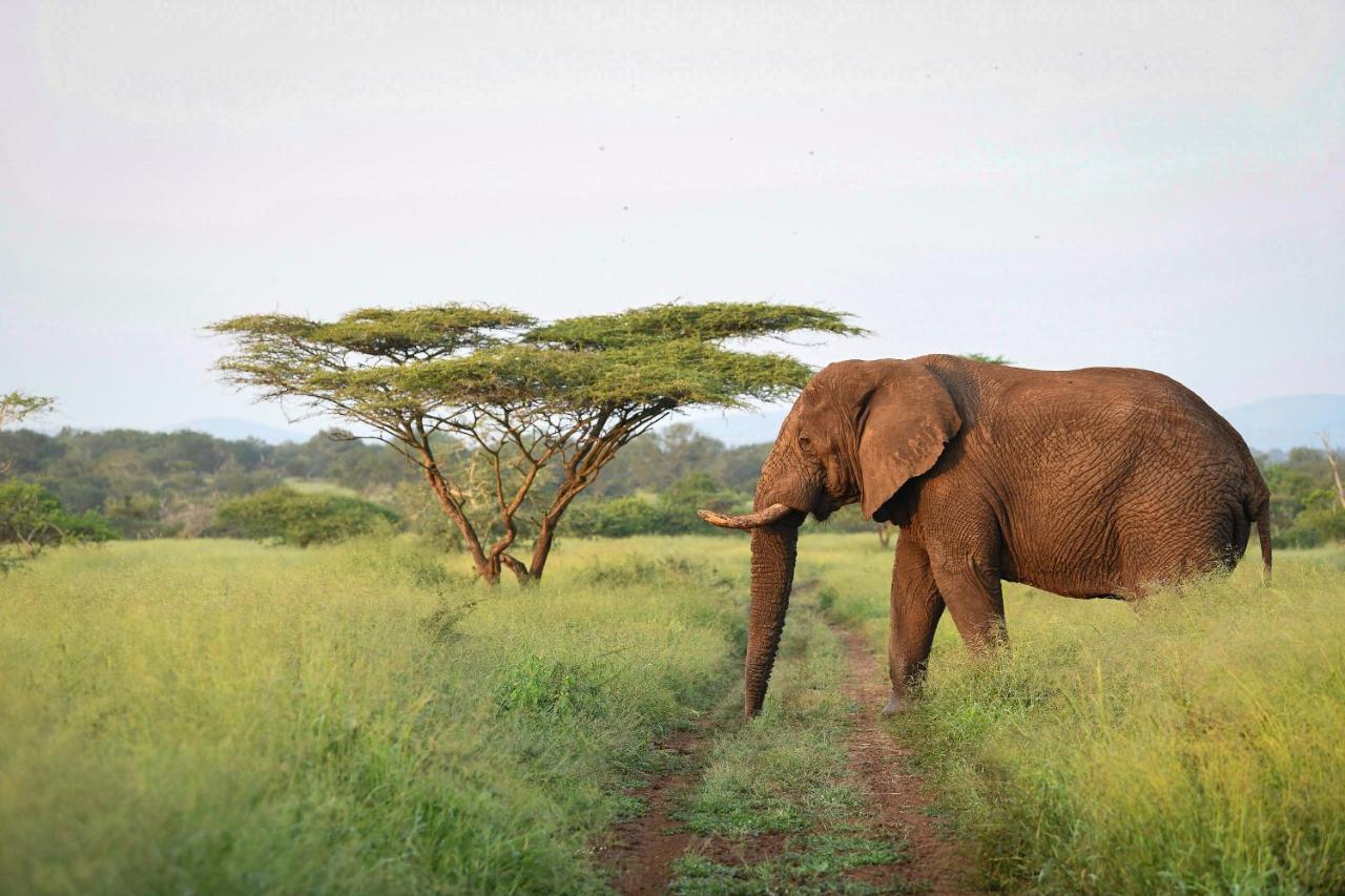Mavela Game Lodge Mkuze Ngoại thất bức ảnh